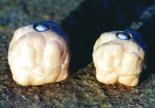 ET31 Imitation Dog Biscuit