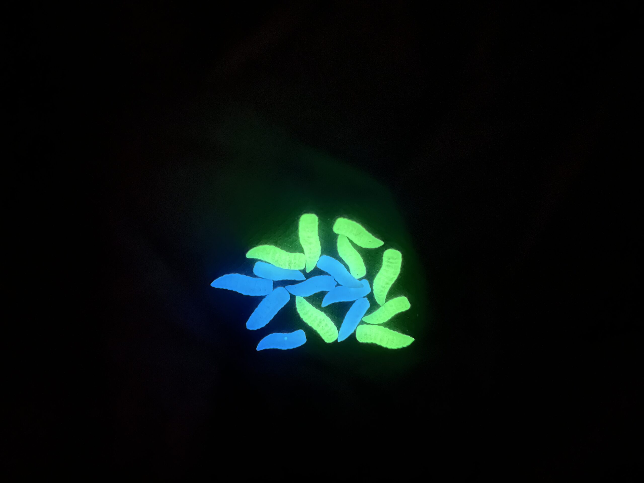 ET18N - Imitation Niteglow Grubs
